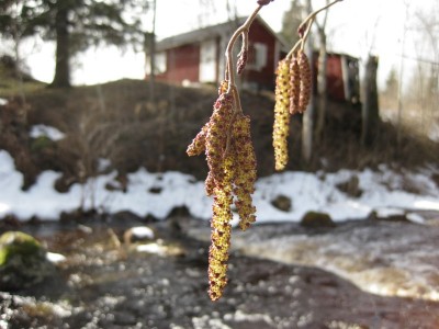 Image Thumbnail